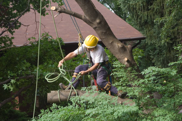 Lawn Pest Prevention in Lincoln, NE